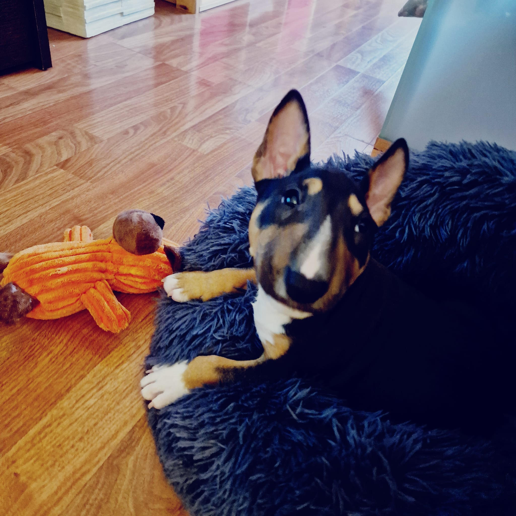 Cunado nuestro perro considera el espacio adecuado y seguro