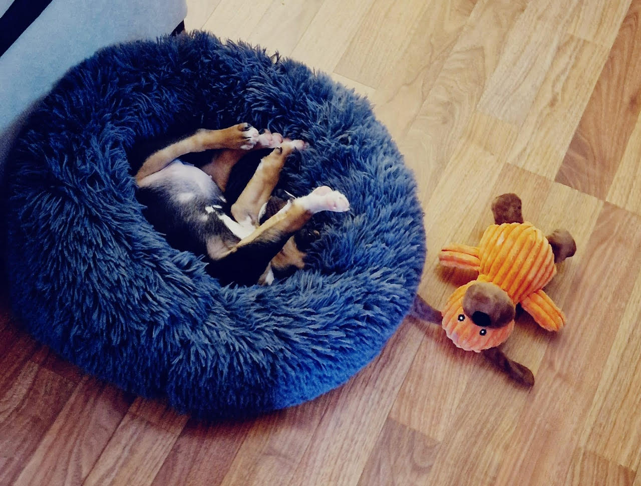 Espacio Seguro para bull terrier miniatura