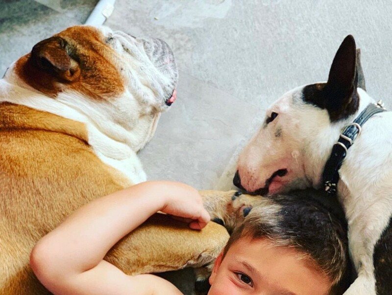 Esperanza de vida de Bull Terrier