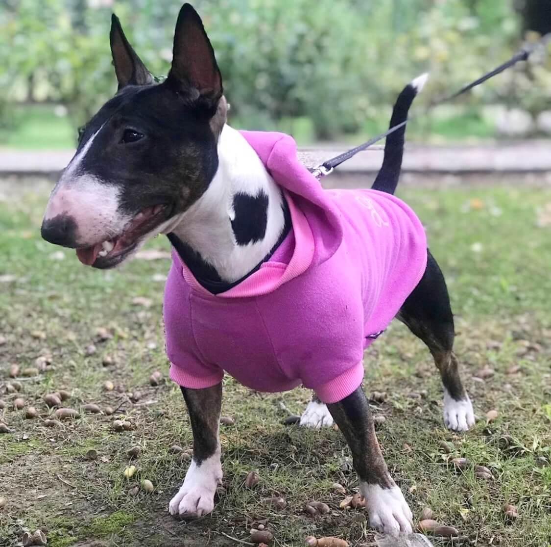 Cómo evitar resfriado de Bull Terrier miniatura