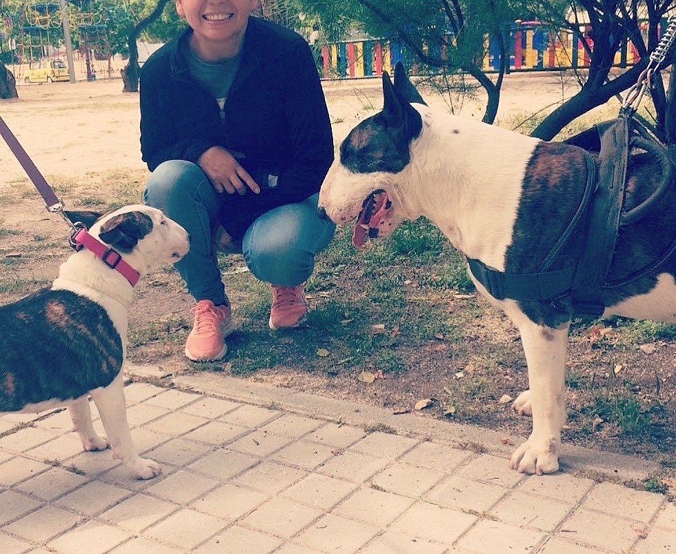 historia bull terrier miniatura
