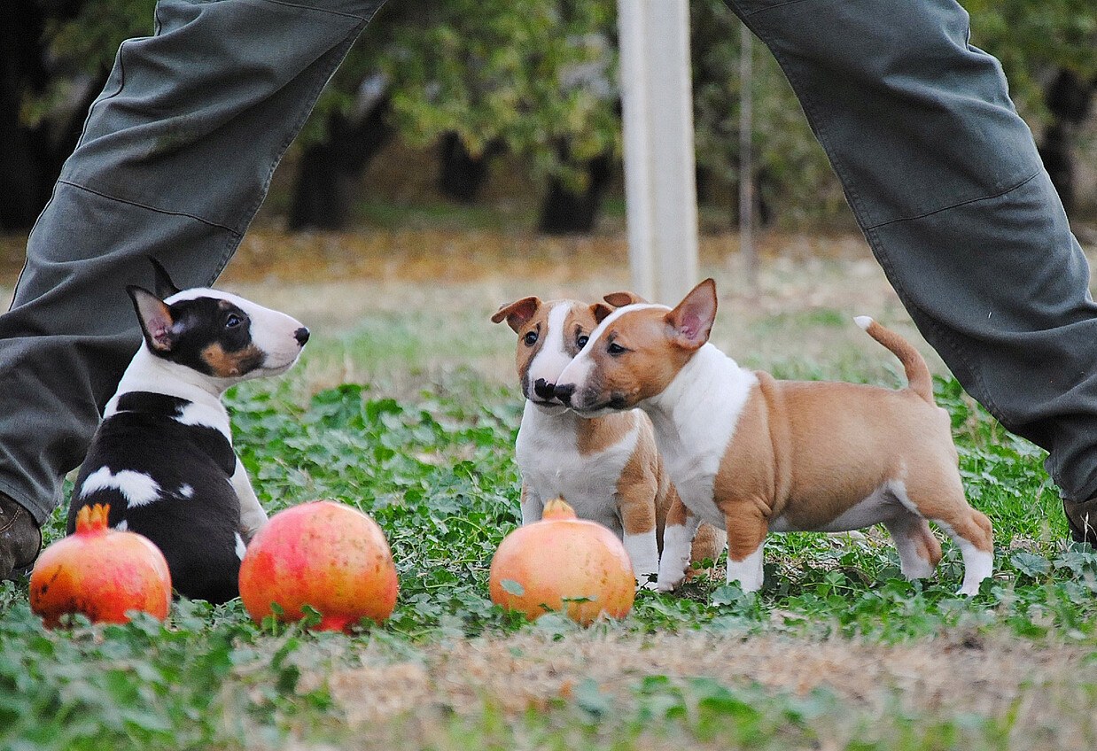 como pasear Bull Terrier Miniatura