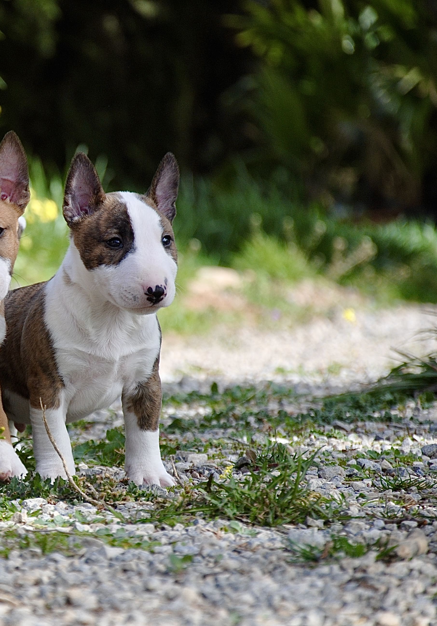 Espacio Seguro para bull terrier miniatura