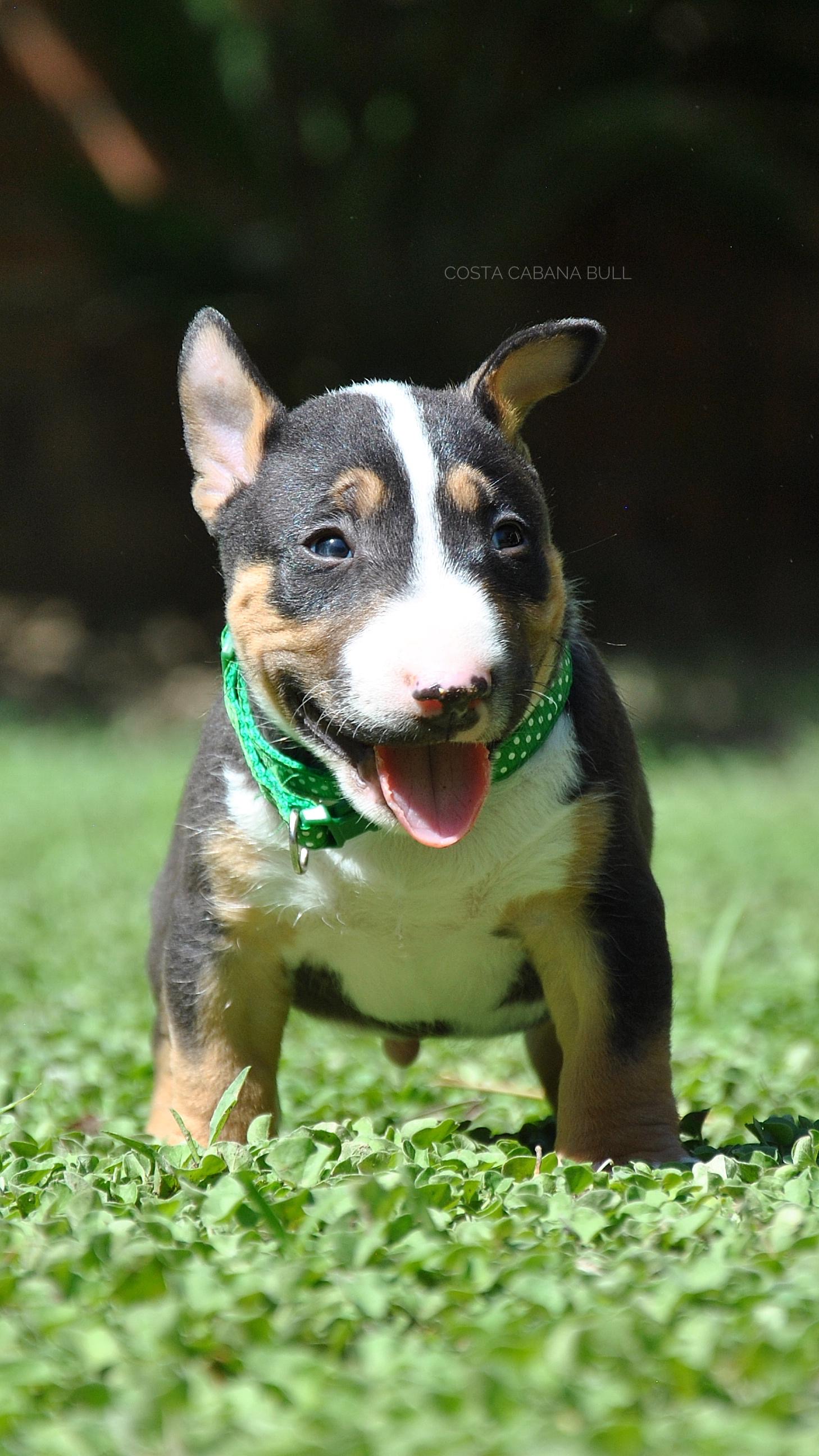 Conocer personalidad mini bull