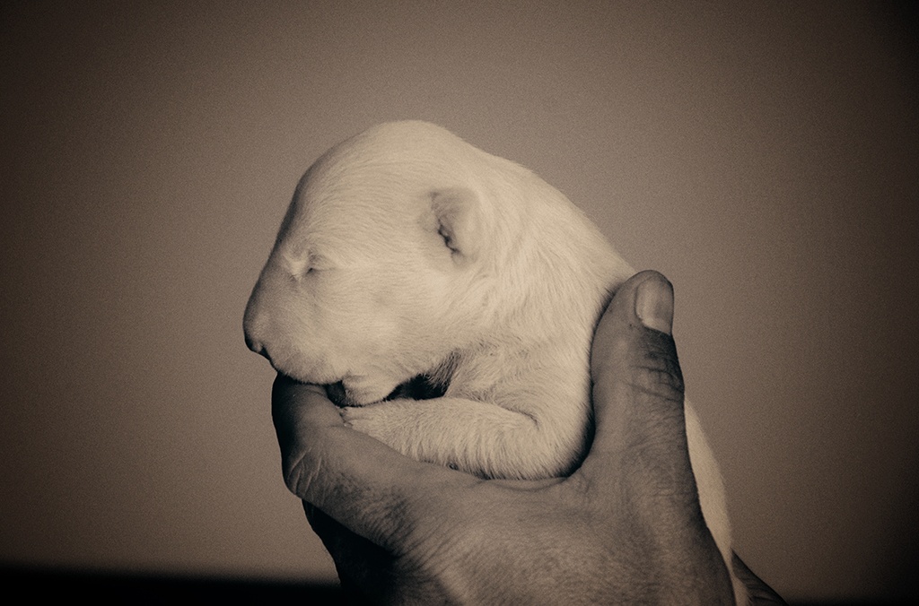 como criar un bull terrier miniatura