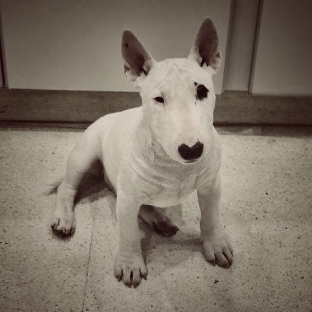 como criar un bull terrier miniatura