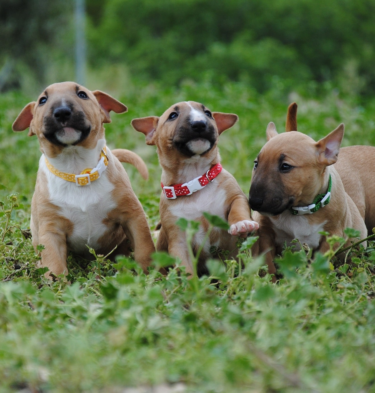 Parásitos que pueden afectar al bull terrier miniatura