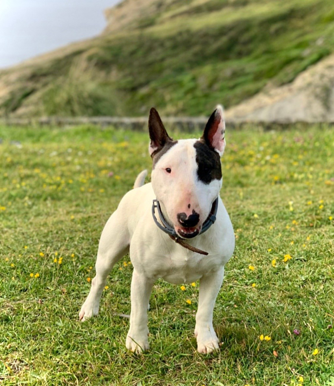 Pasear bull terrier