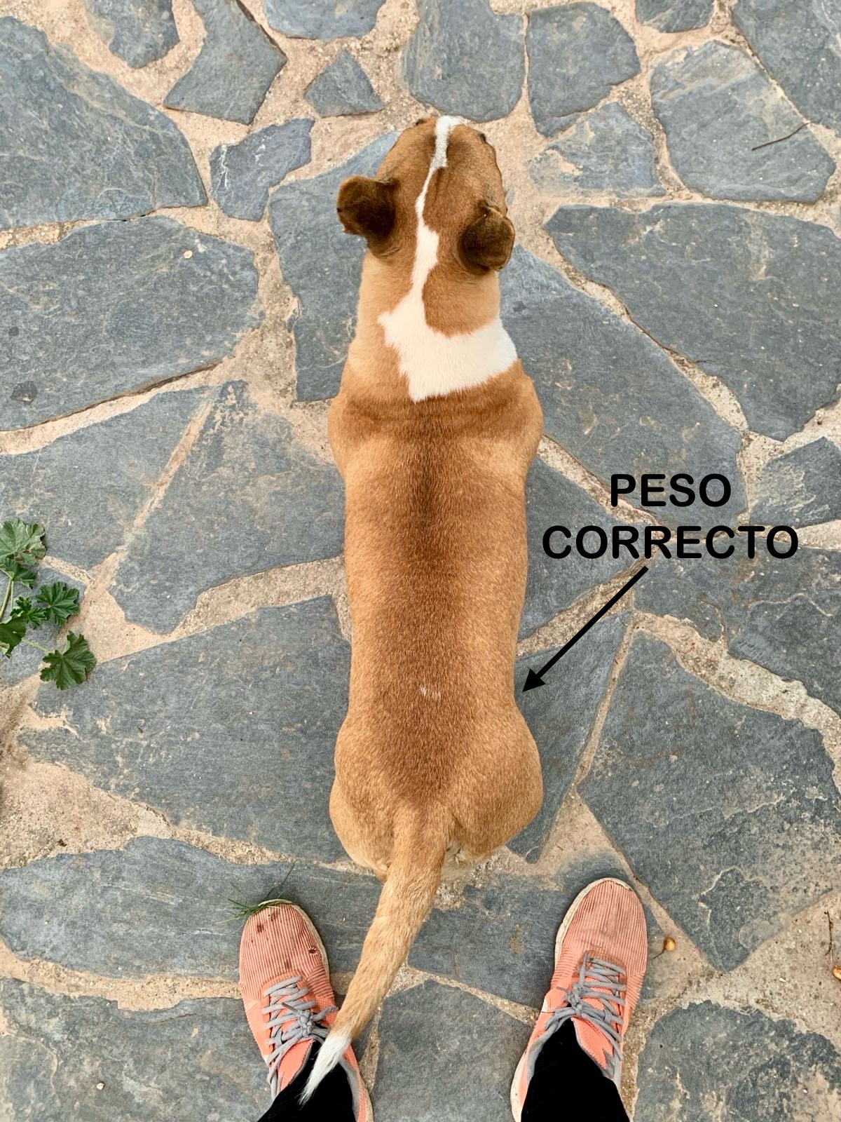 Perro con peso correcto