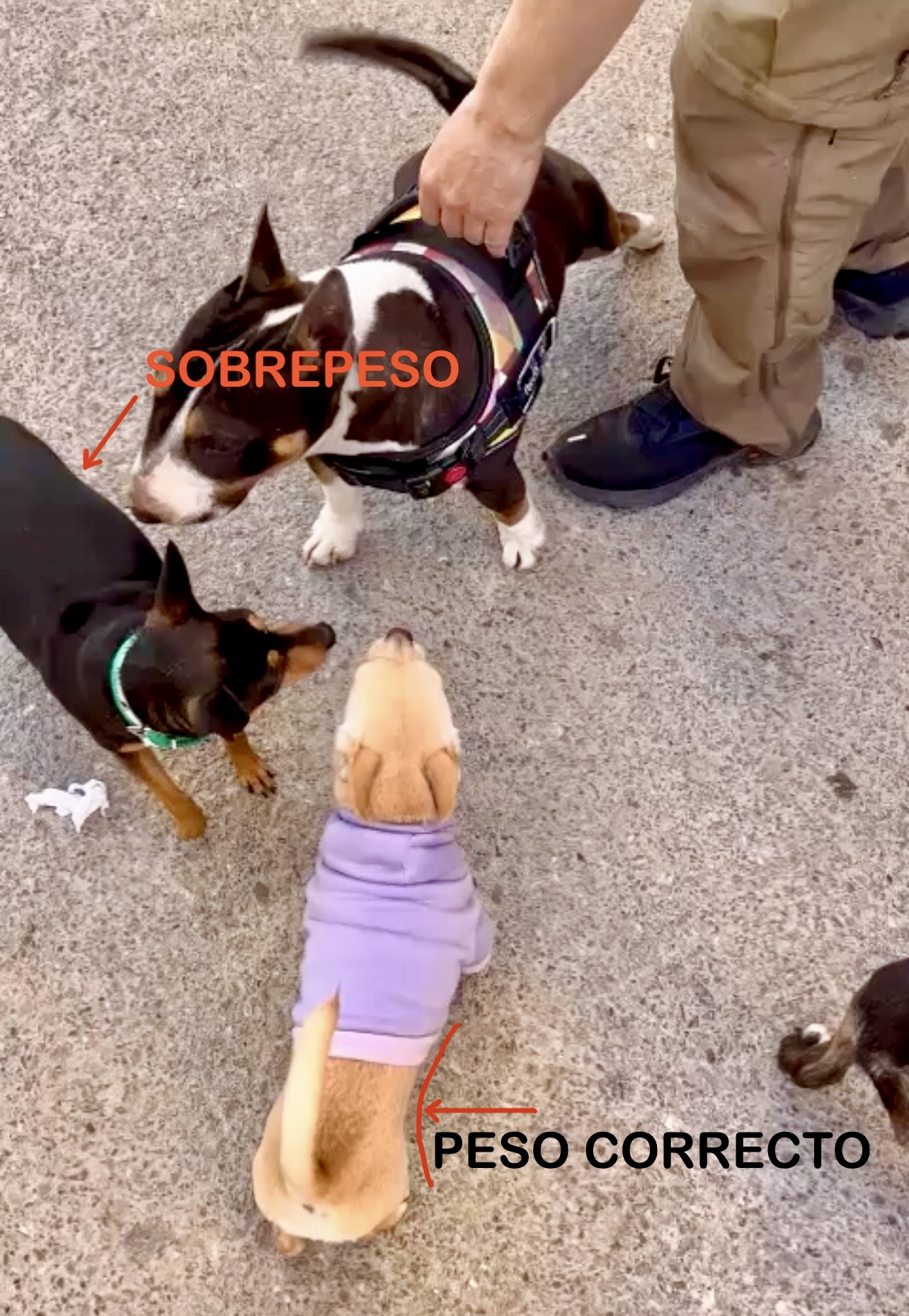 Perro con peso incorrecto