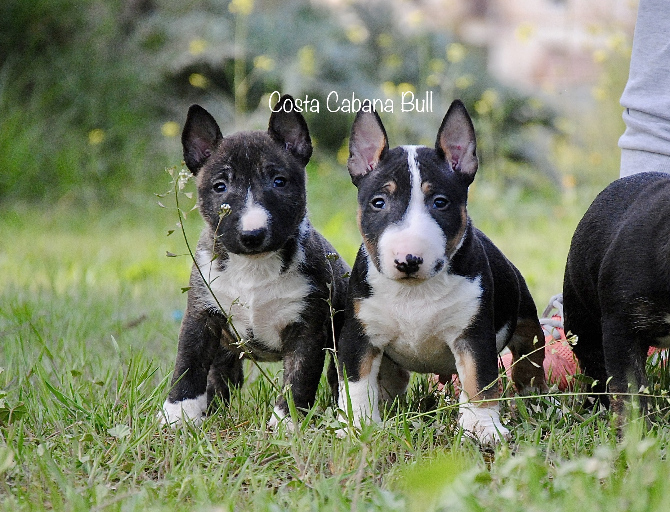 Puedo dormir con mi perro bull terrier mini