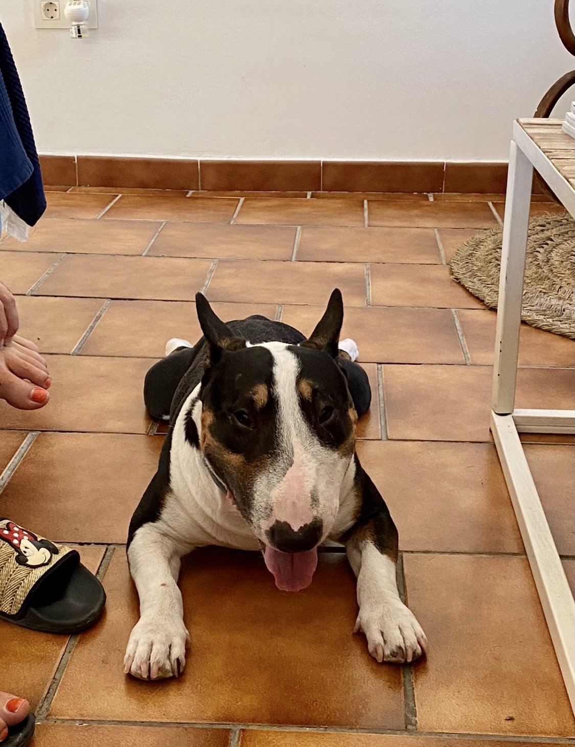 Qué hacer con el bull terrier mini durante las vacaciones