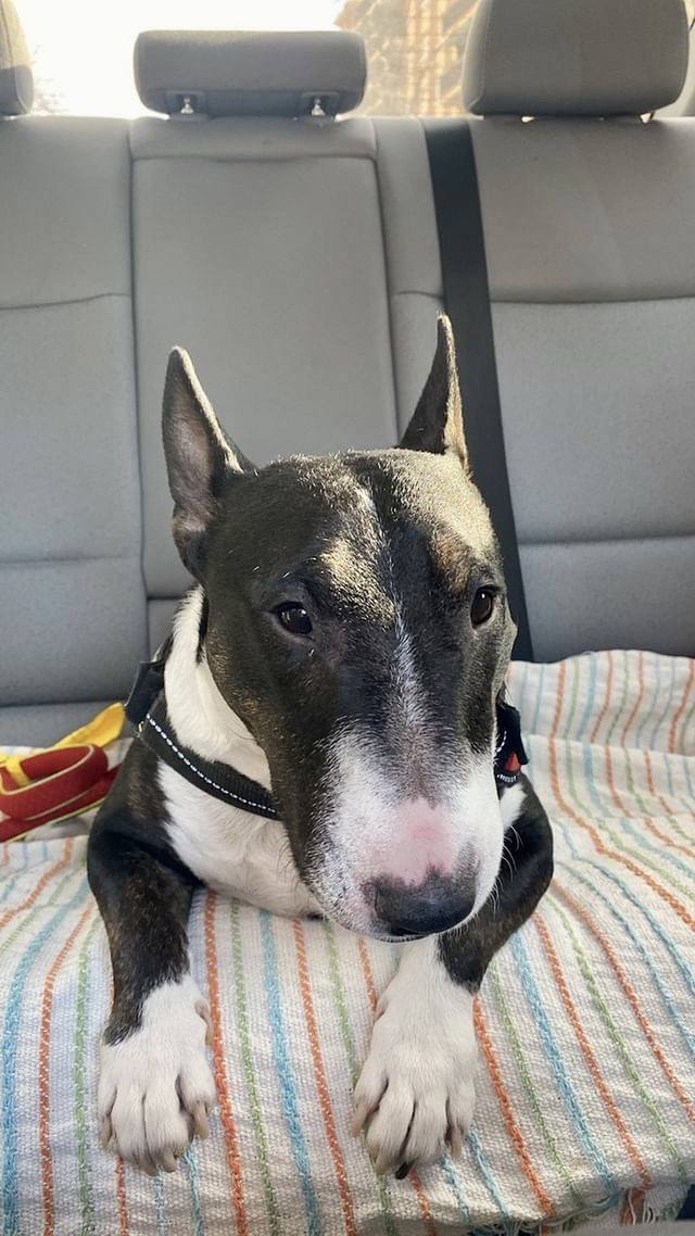 Que hacer si bull terrier mini no quiere ir en coche