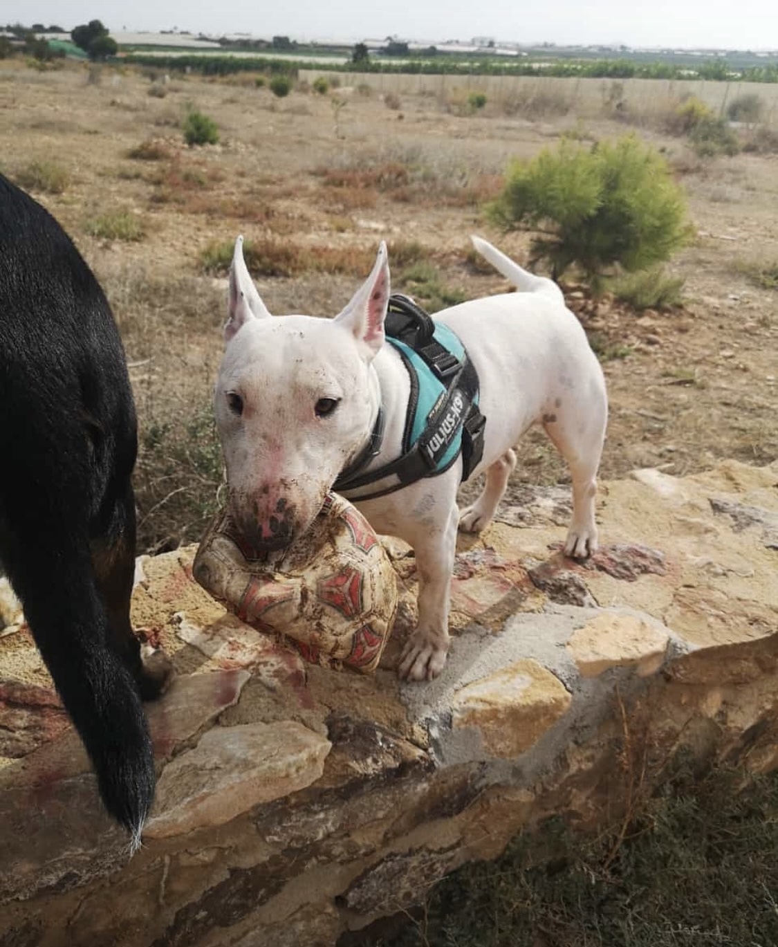 Que hacer si bull terrier mini ronca