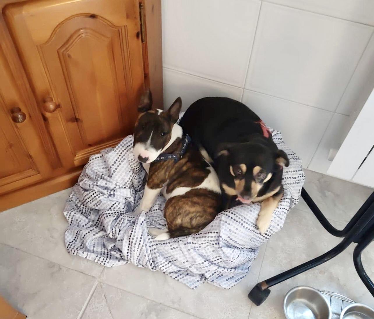 Que hacer si bull terrier mini tiene estreñimiento