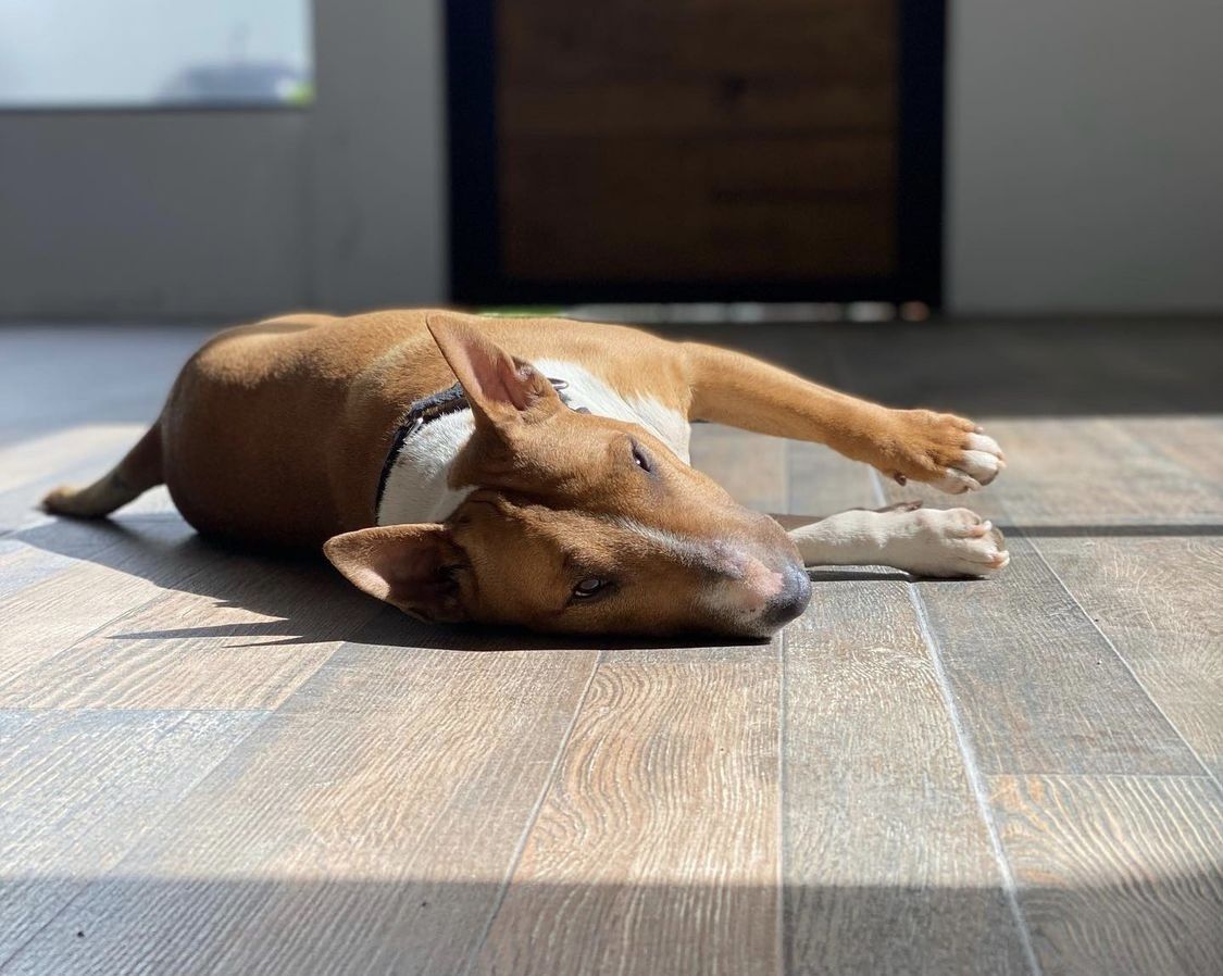Quitar comportamientos obsesivos bull terrier mini