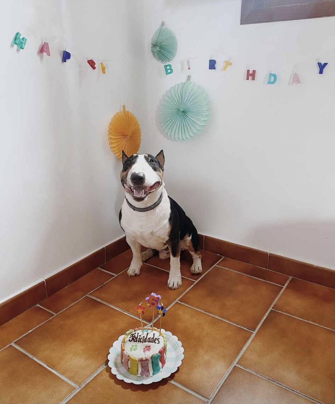 Qué hacer si tu perro se atraganta bull terrier