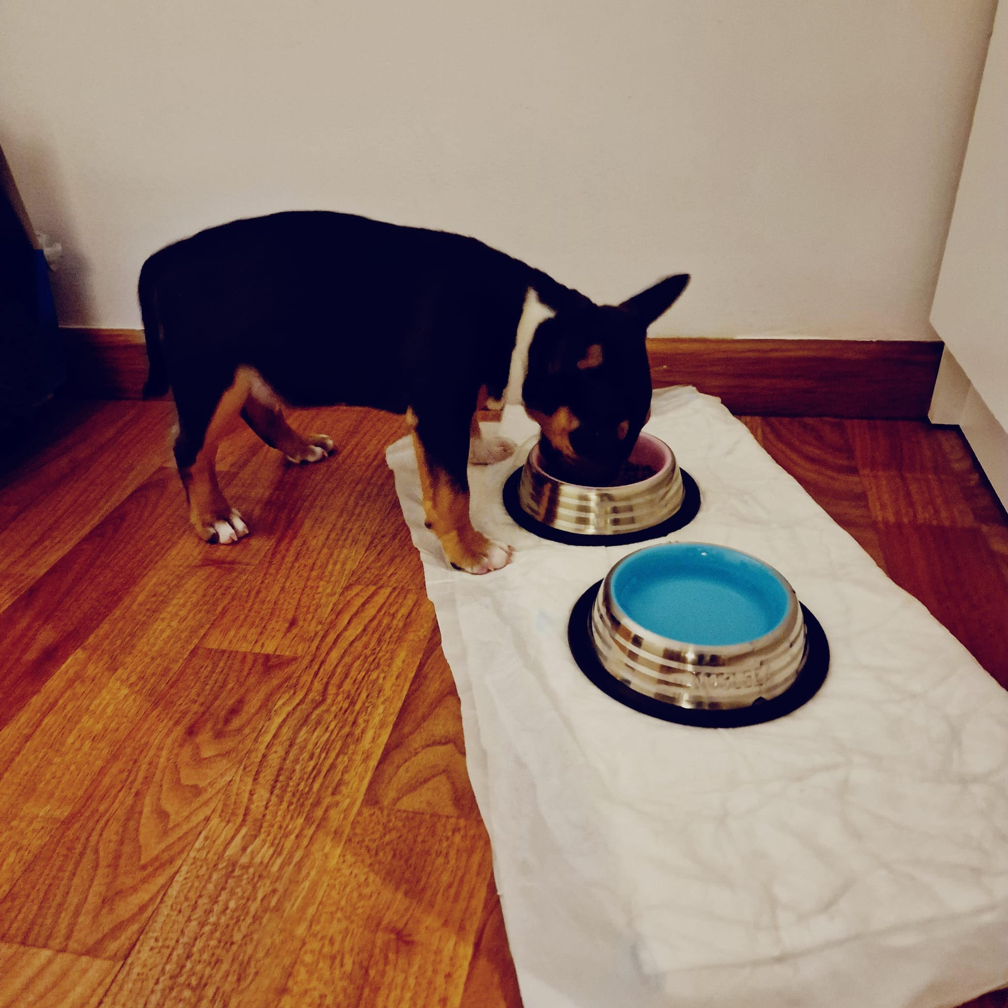 Como crear un espacio adecuado para nuestro perro bull terrier miniatura