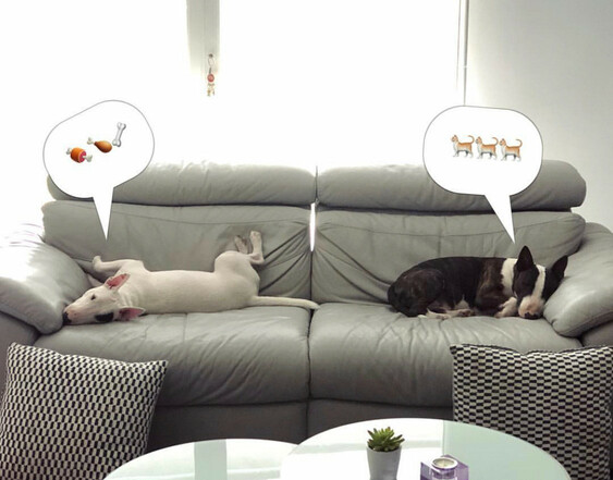 Pasear bull terrier
