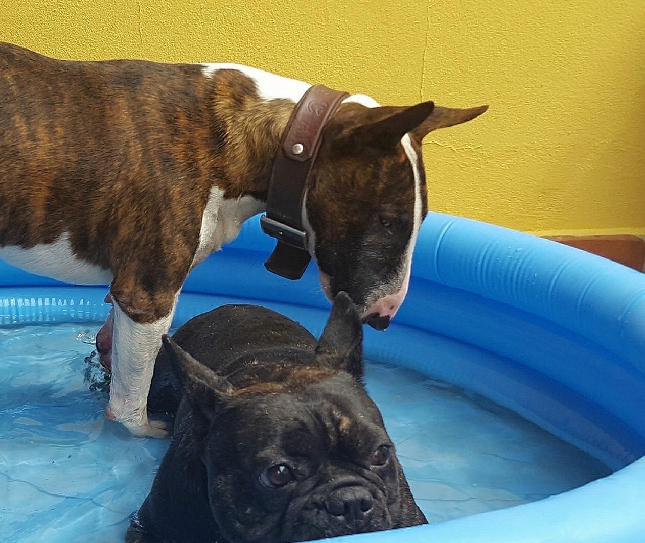 tamano bull terrier miniatura