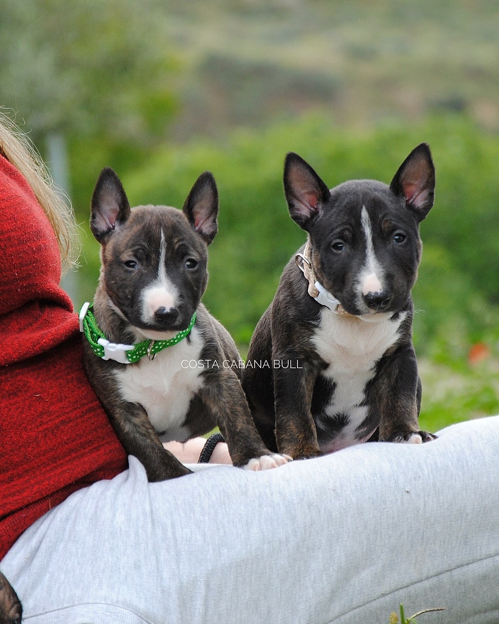 Tipos de parásitos en bull terrier miniatura