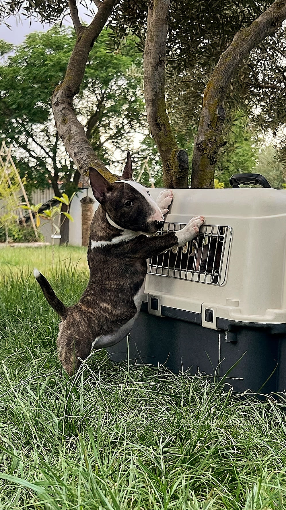Qué hacer si tu perro se atraganta bull terrier