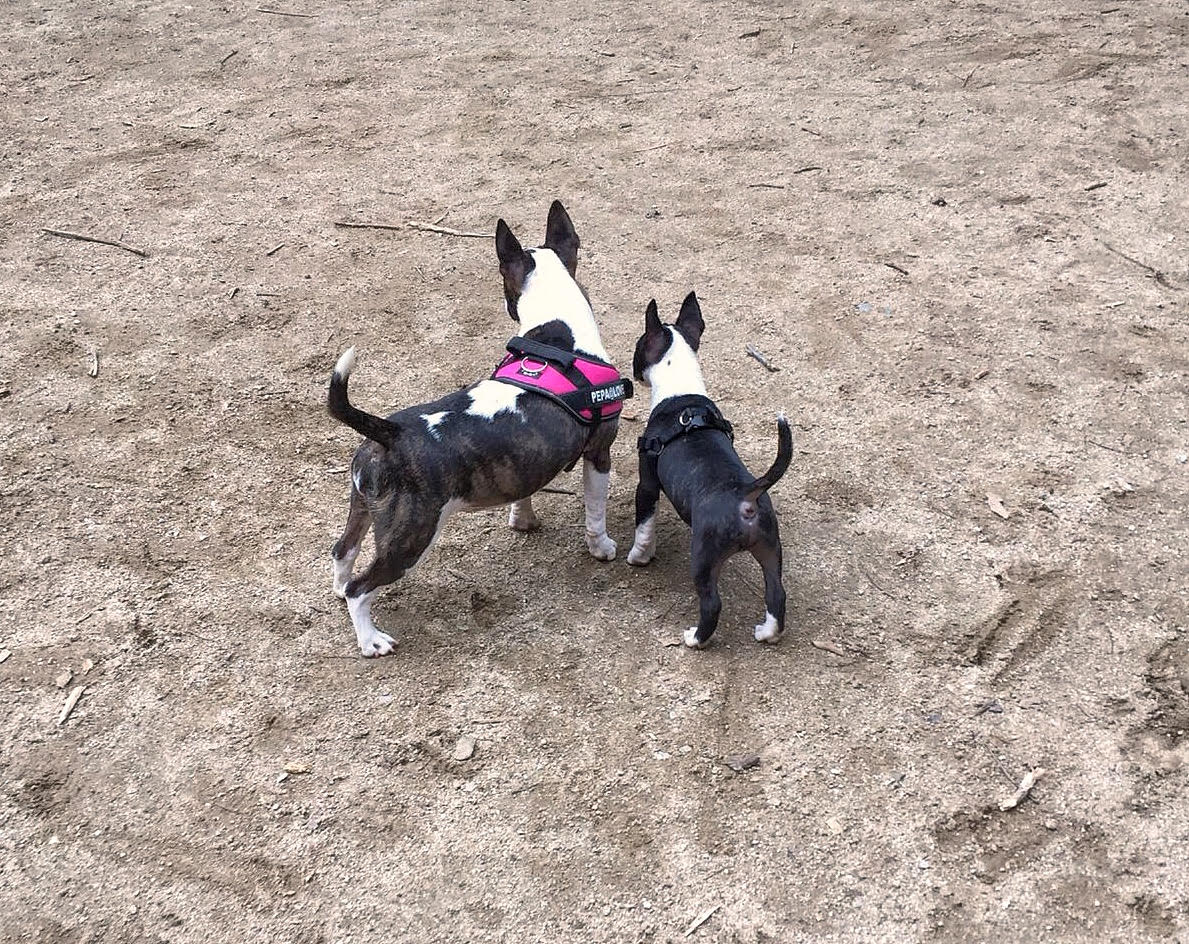 viviendas bull terrier